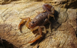 刚果红鳄背蝎（单性繁殖）沙漠蝎  宠物蝎 新手入门