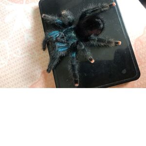 巴西蓝绿粉趾蜘蛛足展2厘米性格温顺宠物活体