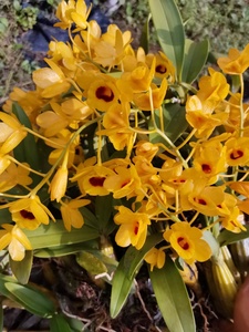 缅甸栗斑鼓槌石斛 红心姨妈心栗斑和黑心栗斑均有