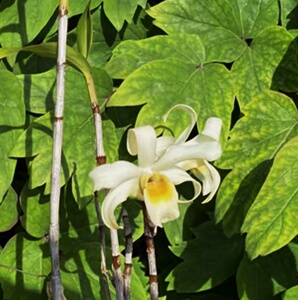 素花梵净山石斛 个体花色