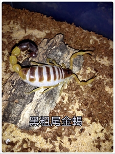 黑粗尾金蝎亚种parabuthus leiosoma(单性繁殖)包邮宠物活体沙漠