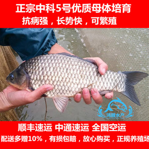 正宗中科5号鲫鱼苗 鱼塘养殖专用 高背鲫 彭泽鲫 大板鲫 银鲫