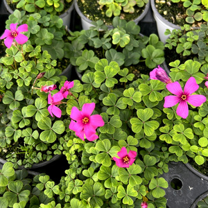 巴西紫花粉花酢浆草四月开到八月稀有进口品种庭院阳台花期长