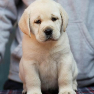 拉布拉多犬幼犬疫苗