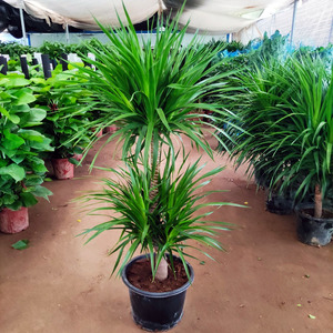 武汉同城 龙血树盆栽带盆 龙血兰植物室内办公室客厅好养大型绿植