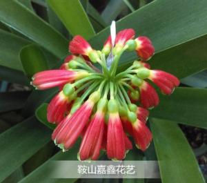 嘉鑫花艺 南非进口花园毛兰有茎沼泽君子兰原生绿植花卉君子兰苗