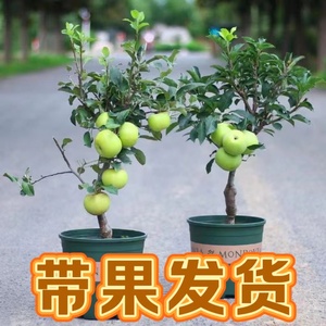 矮化苹果树苗盆栽阳台矮化老桩苹果盆景当年结果树盆栽南北方种植