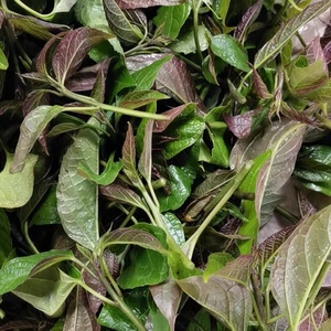 新鲜臭菜 云南特产野菜新鲜蔬菜 斑鸠菜 云南臭菜 顺丰空运包邮