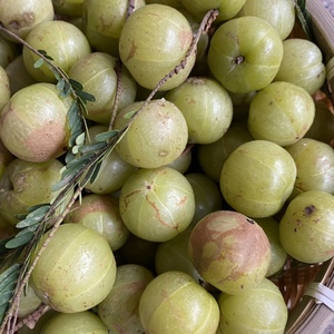 野生橄榄 云南青橄榄 新鲜橄榄 果檀香青果生吃孕妇水果 现摘当季