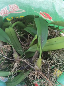 贵州野生单叶大果石橄榄新鲜石仙桃煲汤食用优质原生品化痰止咳