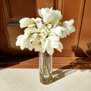 新鲜切花白玉兰真花枝干枝玉兰遇水开花水养干支花插水泡水开花