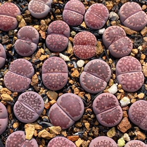 生石花紫李夫人