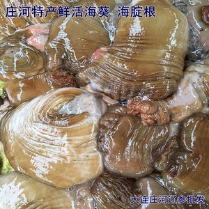 庄河海鲜特产 野生海捕鲜活海花 海葵 海腚根 炖酸菜