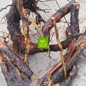 新鲜红刺藤根 野生细叶刺根 倒钩刺500g包邮 山香木纯根 小和尚头