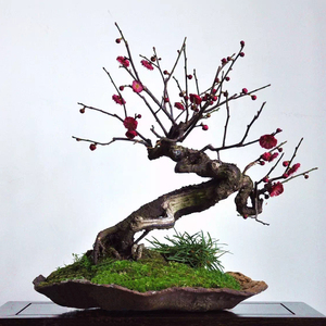 日本梅花盆景