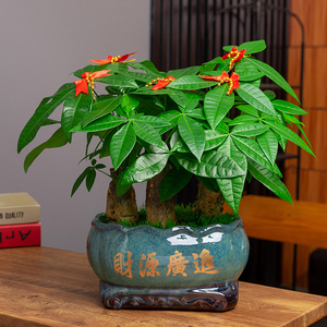 发财树摆件招财绿植室内植物盆栽好养客厅办公室桌面盆景开业送礼