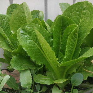 罗马生菜种子直立散叶绿罗马生菜籽寿司菜露天大棚种蔬菜种子包邮