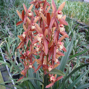 最香容易出花的兰花苗.墨兰.韩国桃花