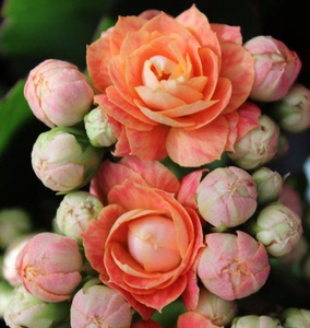 长寿花俗名(长寿)成巴黎赫丽黄布朗金狐狸超级玛丽大花重瓣带苞