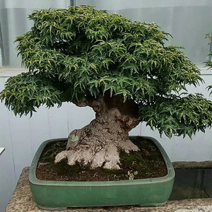 日本红枫狮子头枫树盆景小老桩嫁接苗原生苗庭院阳台观叶盆栽美观