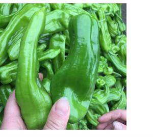 湖北农家辣椒自种新鲜青椒不辣辣椒泡泡虎皮椒现摘新鲜蔬菜包邮