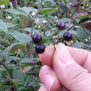 秒杀都野生新鲜龙葵果现采海椒中黑天茄子草悠悠果200g顺丰