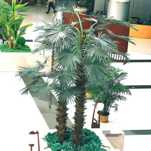 棕榈树苗扇子树庭院风景大树园林绿化四季常青植物盆栽名贵苗木