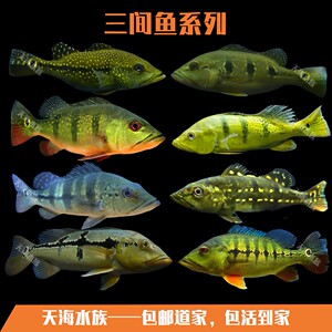三间鱼巴西亚皇冠三间眼斑鱼活体蓝帆五间帝王三间淡水观赏鱼鱼苗