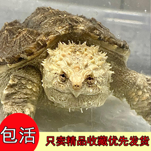 大鳄龟幼苗活物爆刺凶猛北美鳄鱼龟黑佛宠物乌龟苗真鳄龟杂佛鳄龟