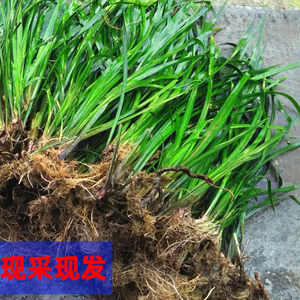 贵州现采三奈10斤山奈五香草香料茴香菖蒲随手香盆景盆栽带根发货