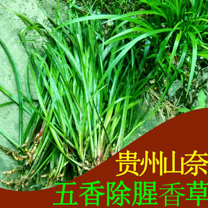 五香草食用贵州