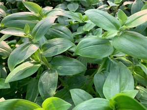 新鲜 石斛苗 翡翠石斛叶 石斛菜 250克装 广东满50元包邮