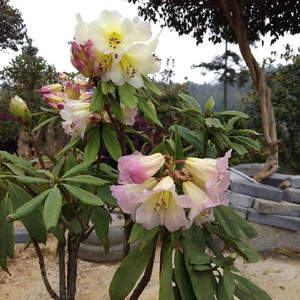 【卡乐园艺】高山杜鹃花盆栽_变脸 庭院花卉植物 四季常绿 盆景苗