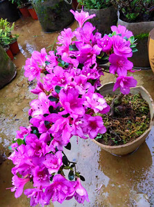 【卡乐园艺】日本进口皋月杜鹃花盆景 紫龙之舞 庭院花卉绿植盆栽