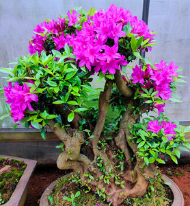 紫花映山红熟桩盆景 庭院花卉盆栽 四季常绿 一物一拍 杜鹃花植物