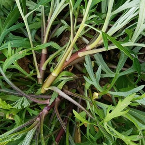 taobaonihao66淘宝泥蒿芦蒿籽新鲜南京黎蒿四季阳台盆栽新年种子