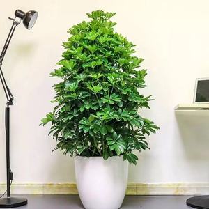 室内盆栽植物鹅掌招财树鸭掌脚木净化空气吸尼古丁吸甲醛西安同城