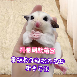 能滑翔的白蜜袋鼯抖音网红宠物蜜袋鼠幼崽宝宝可爱蜜袋鼬密袋活物