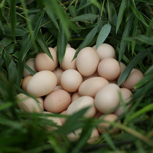 安吉土鸡蛋