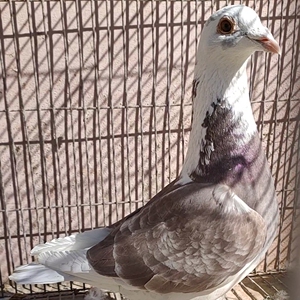 00科森蒂诺科淘宝活体红雨点种鸽一对绛红色鸽子詹森红狐狸信鸽纯白