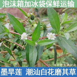 天然新鲜墨旱莲草深山现采黑墨草旱墨莲鳢肠草水旱莲白花磨琪草