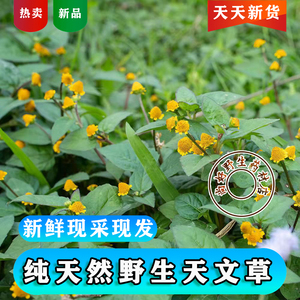 新鲜天文草野生现采纽扣草小铜锤雨伞草黄花苦草山骨皮苦草金钮扣