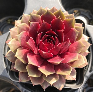 波尔多红酒 长生草 春季色泽醇厚 但其他季节又糙又丑 多肉 植见