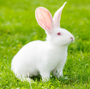 兔子活物小型比利时