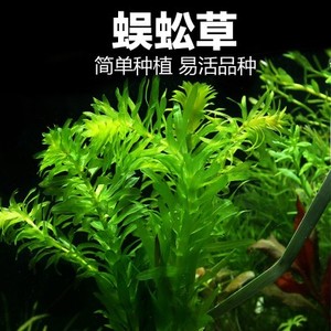 水族箱阴性有茎类淡水植物鱼缸中后造景活体水蕴草懒人增氧蜈蚣草