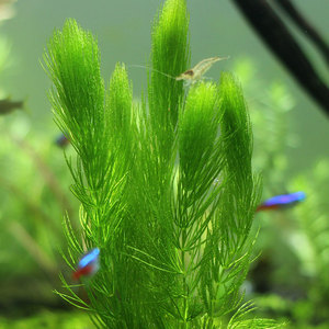 净化水质的水草热带