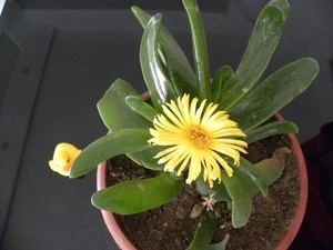 佛手托金多肉植物