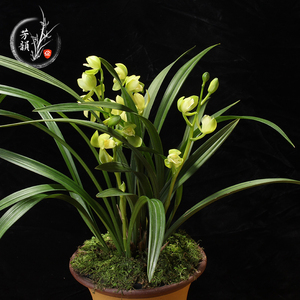兰花苗建兰素花荷瓣名品 洛阳素荷 浓香盆栽植物室内四季好养花卉
