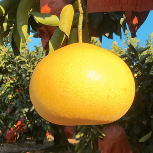 正宗玉环文旦柚子整箱大果当季新鲜10斤水果台州玉环楚门台湾文旦