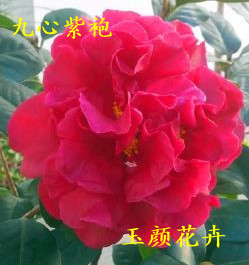 云茶-九心紫袍 茶花珍品 掌柜推荐 耐冬嫁接 风化土 免洗根 包邮